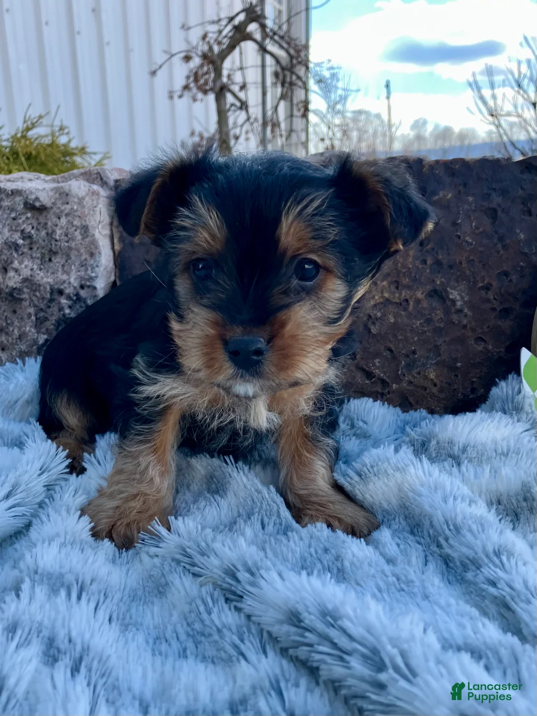 Yorkshire Terrier dogs for sale: Kolby - Ad 5