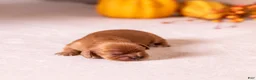 Cavalier King Charles Spaniel dogs for sale: Rita - Ad 3