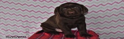 Labrador Retriever dogs for sale: Puddles - Ad 1