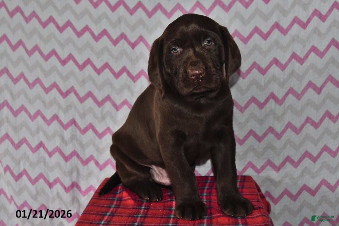 Labrador Retriever dogs for sale: Puddles - Ad 1