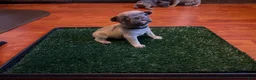 French Bulldog dogs for sale: Black - Ad 2