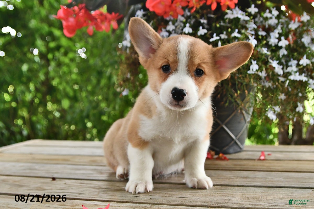 Welsh Corgi Pembroke dogs Ace - Ad 1