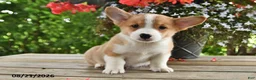 Welsh Corgi Pembroke dogs for sale: Ace - Ad 1