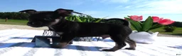 Chihuahua dogs for sale: Chihuahua 1 Mica - Ad 2