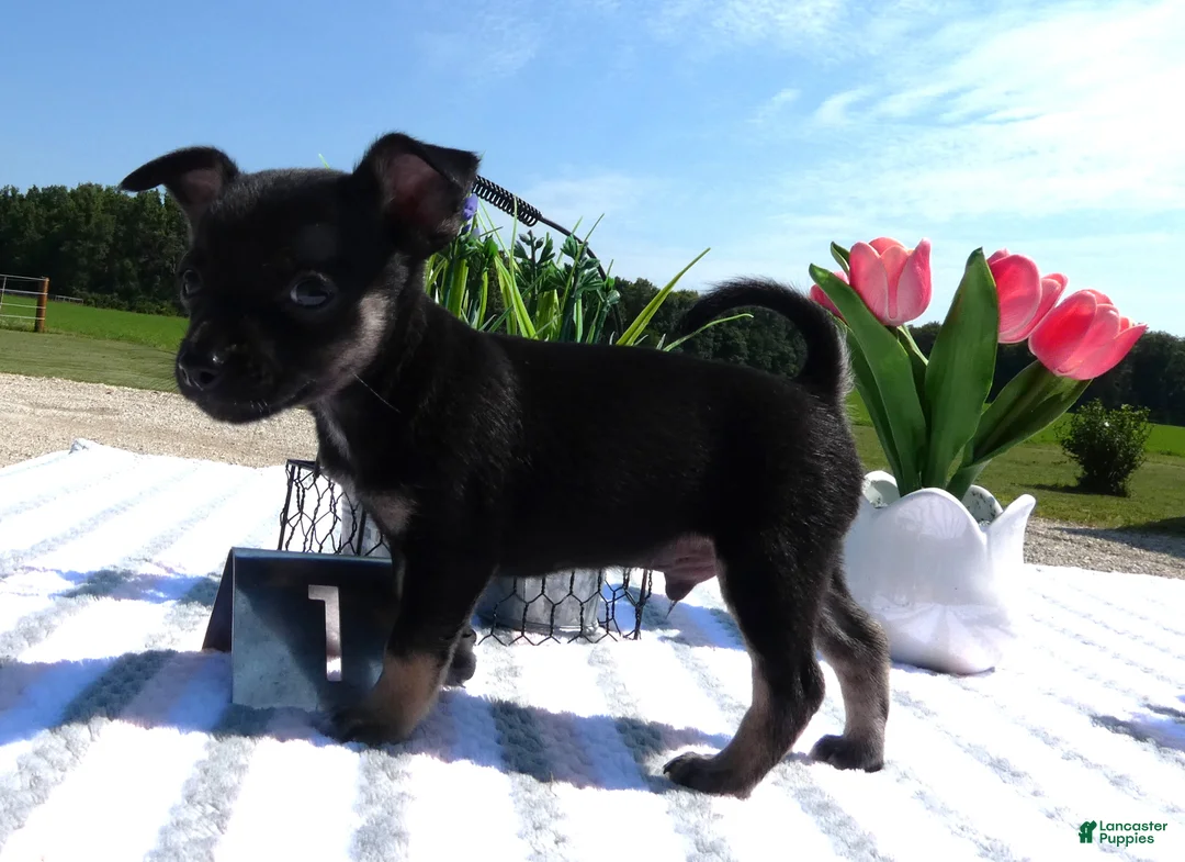 Chihuahua dogs for sale: Chihuahua 1 Mica - Ad 2