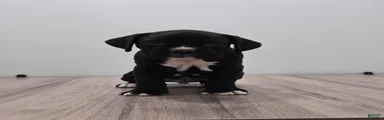 Pepper