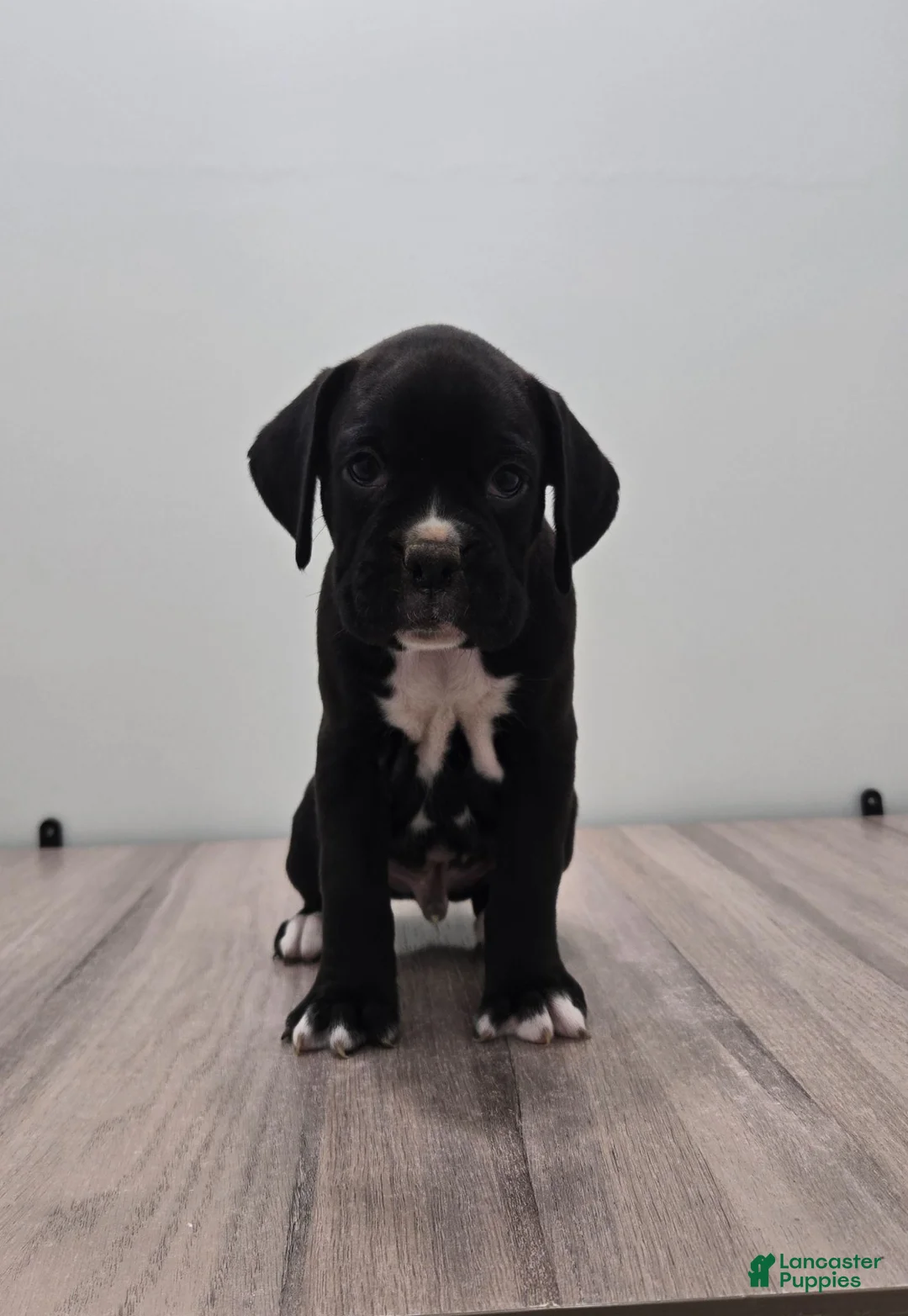 Boxer dogs for sale: Pepper - Ad 1