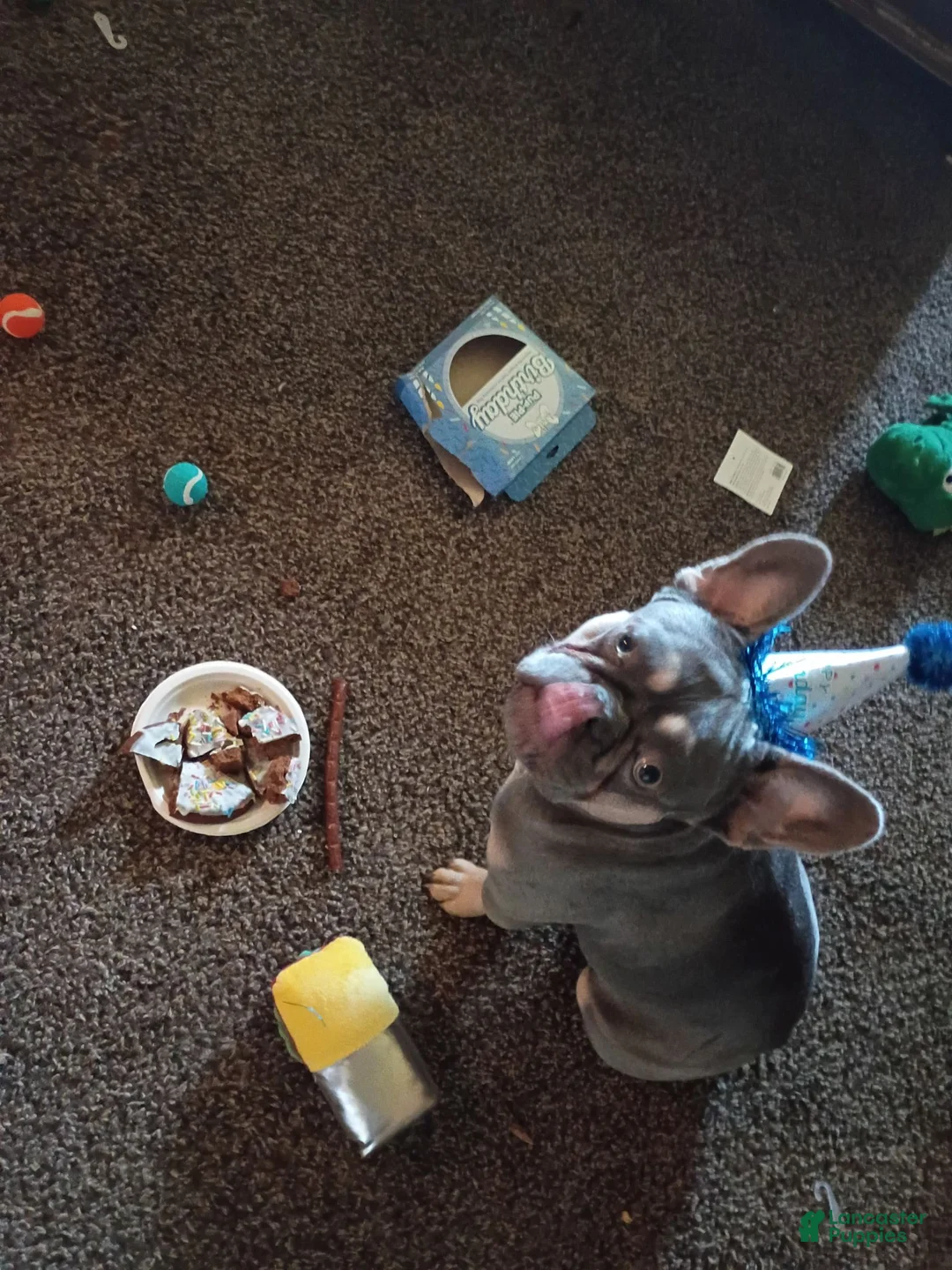 French Bulldog dogs for stud: Bubble's  - Ad 2