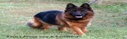 German Shepherd dogs for sale: German Shepherd red collar - Ad 5