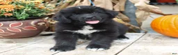 Newfoundland dogs for sale: Teddy Bear - Ad 5