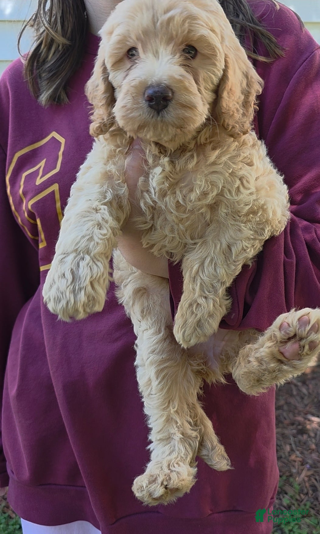 Goldendoodle dogs Mini Goldendoodle Female - Ad 2