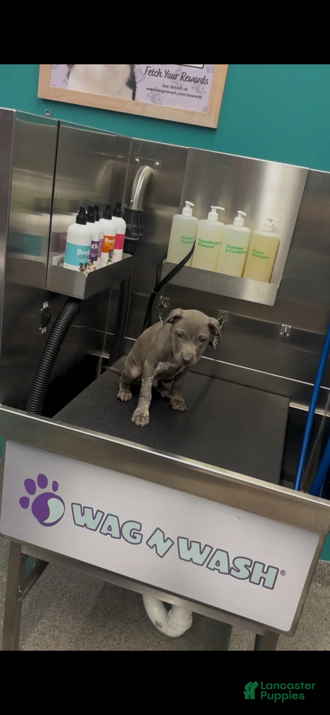 American Pit Bull Terrier dogs for sale: American Pit Bull Terrier 1 - Ad 2