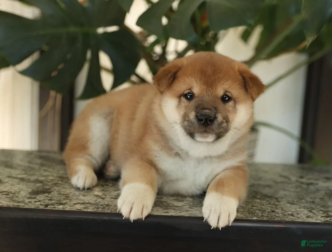 Gallery Image {{count}}