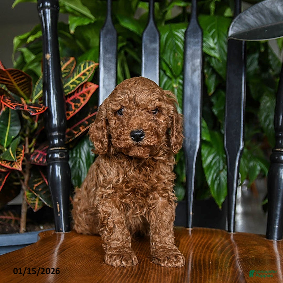 Cavapoo dogs for sale: Blue - Ad 1