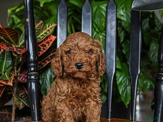 Cavapoo dogs Blue - Ad 11