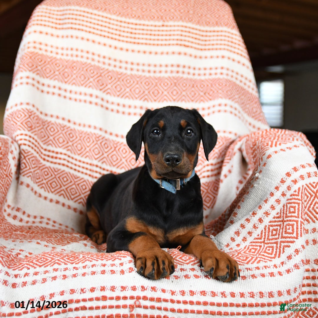 Doberman Pinscher dogs for sale: April - Ad 2