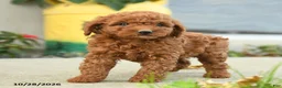 Goldendoodle dogs for sale: Pretzel - Ad 4