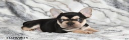 French Bulldog dogs for sale: Loni - Ad 14