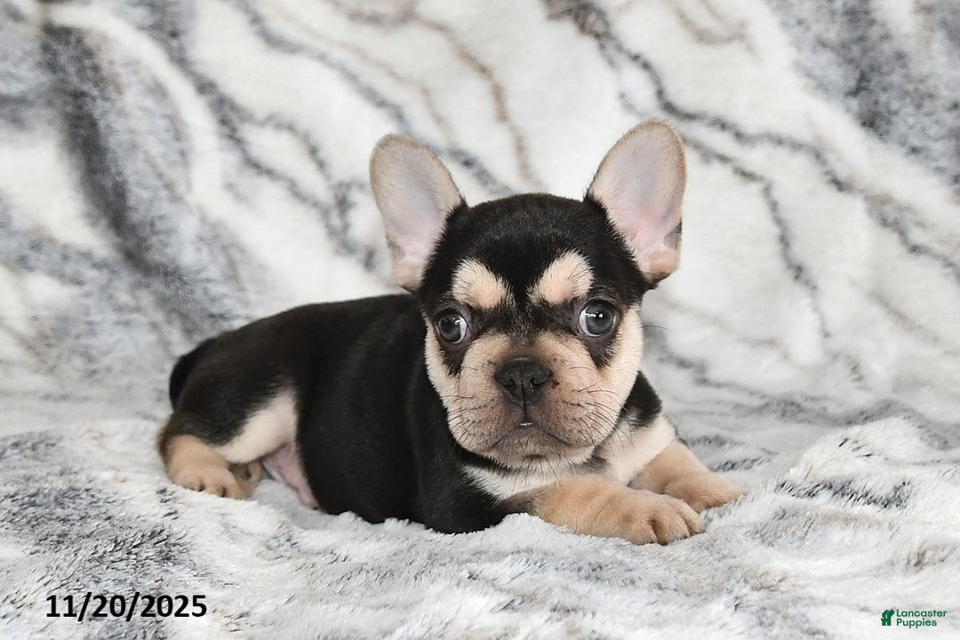 French Bulldog dogs for sale: Loni - Ad 14