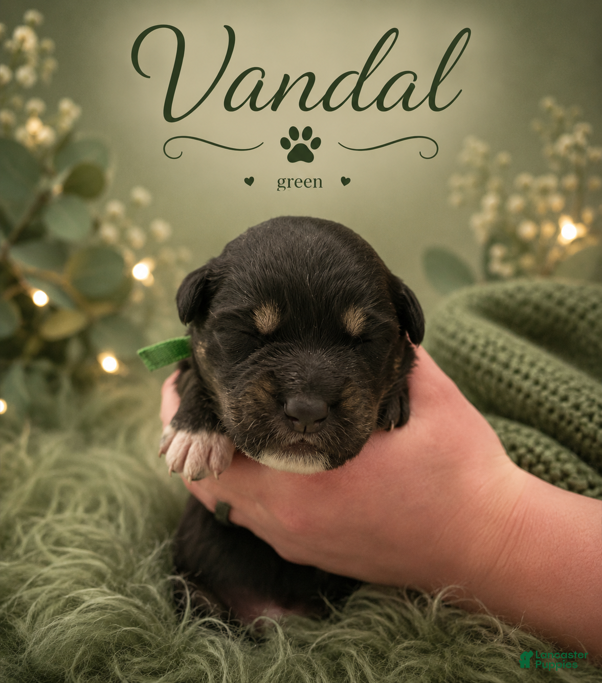 Mixed Breed dogs Vandal  - Ad 2