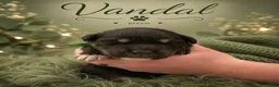 Mixed Breed dogs for sale: Vandal  - Ad 2