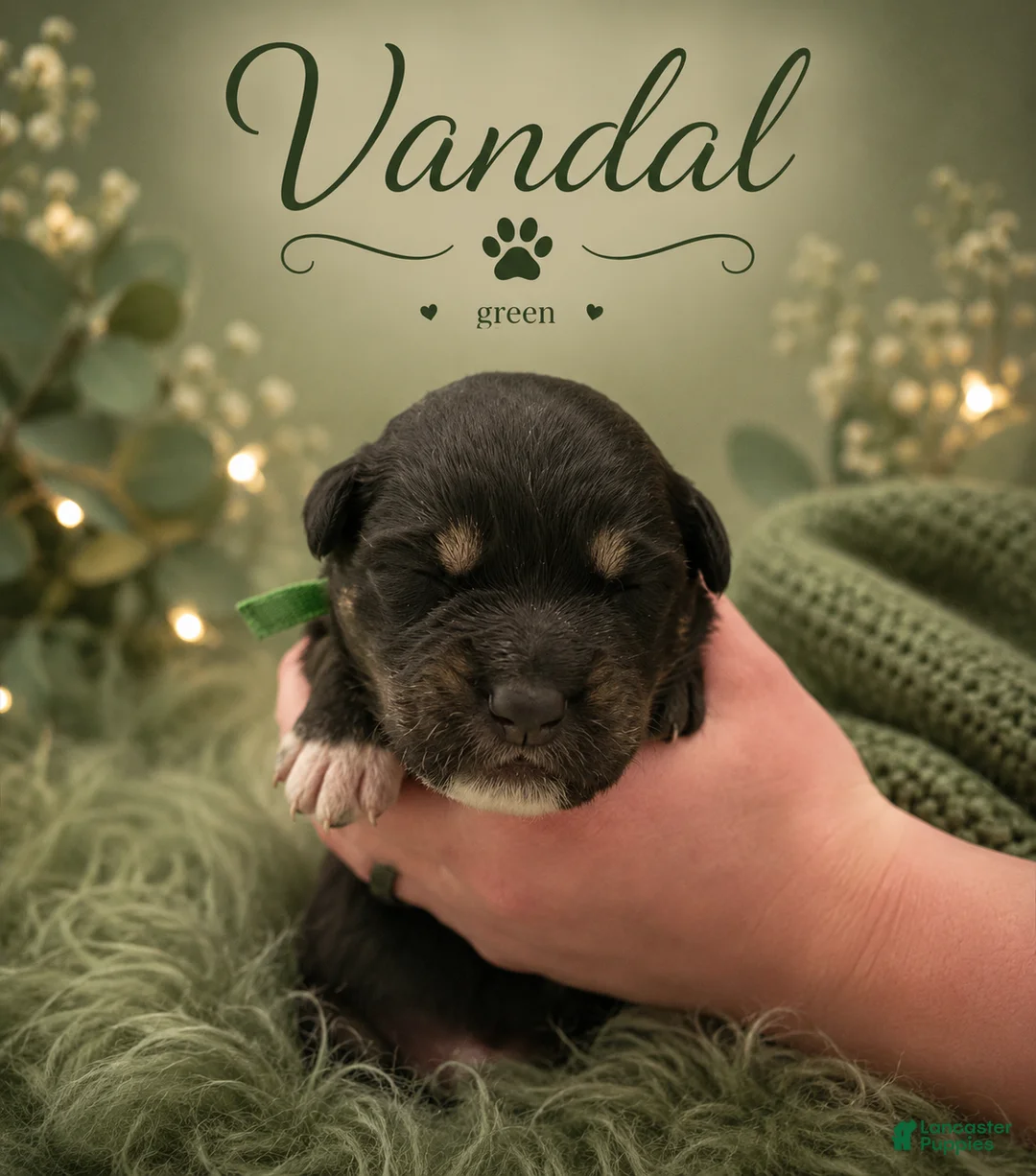Mixed Breed dogs for sale: Vandal  - Ad 2