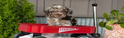 Cockapoo dogs for sale: Benji - Ad 10