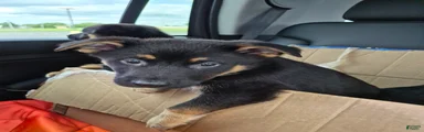 Mixed Breed 3