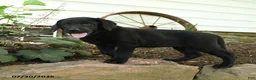 Labrador Retriever dogs for sale: Edge - Ad 3