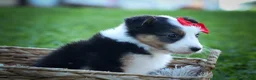 Mixed Breed dogs for sale: Goose🐾 - Ad 13