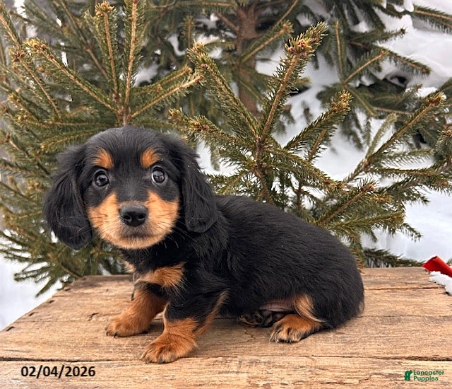 Miniature Dachshund dogs Mascot - Ad 41