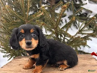 Miniature Dachshund dogs Mascot - Ad 41