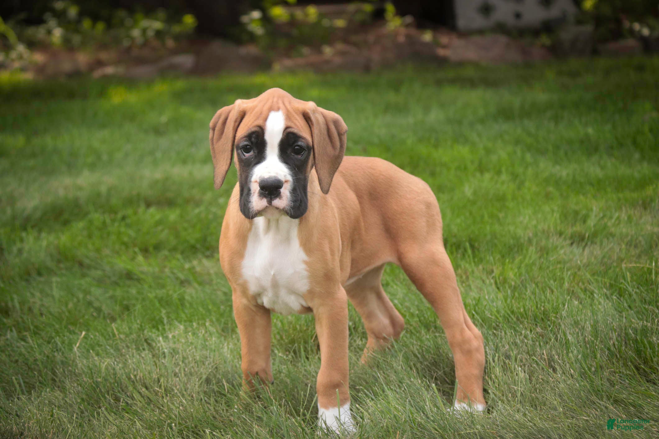 Boxer dogs Arie - Ad 2