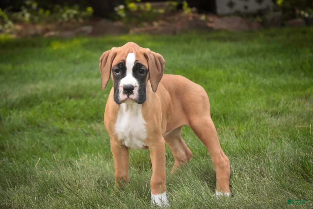 Boxer dogs for sale: Arie - Ad 2