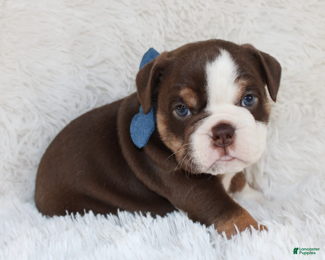 English Bulldog dogs for sale: AKC Olive  - Ad 1