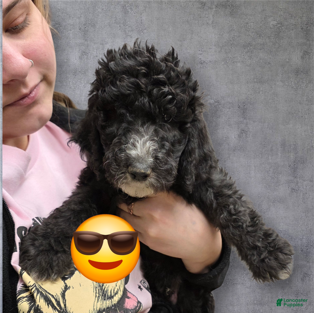 Standard Poodle dogs for sale: Standard Poodle Puppy 8 - Ad 1