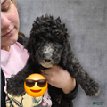 Standard Poodle Puppy 8