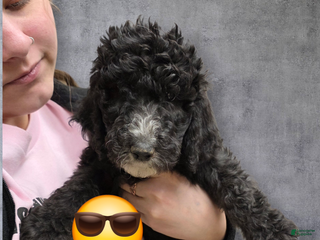 Standard Poodle dogs Standard Poodle Puppy 8 - Ad 35