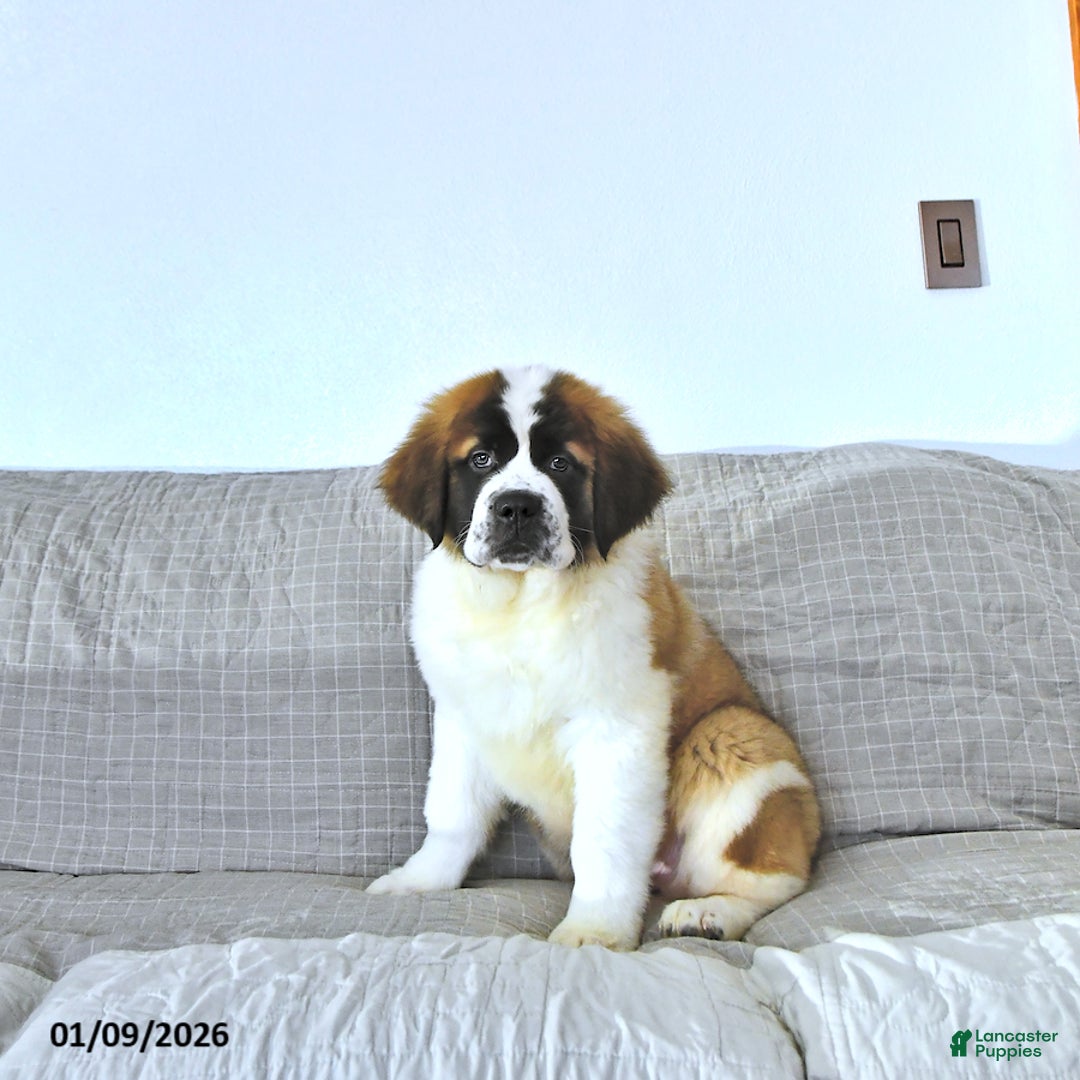 Saint Bernard dogs for sale: Jingle  - Ad 1