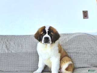 Saint Bernard dogs Jingle - Ad 3