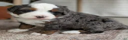 Bernedoodle dogs for sale: Spartan - Ad 13