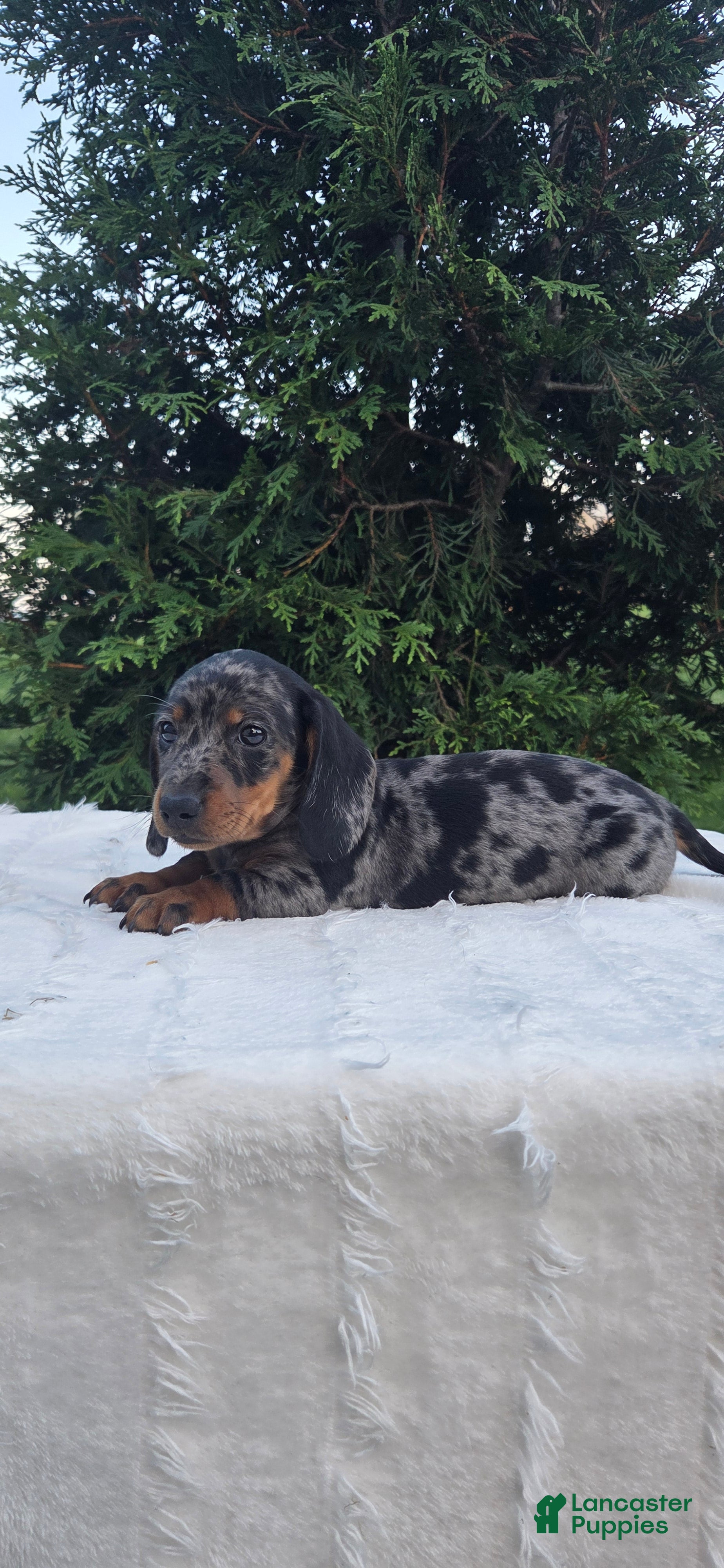 Miniature Dachshund dogs Boone - Ad 1