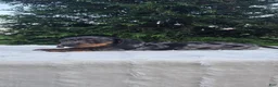 Miniature Dachshund dogs for sale: Boone - Ad 1