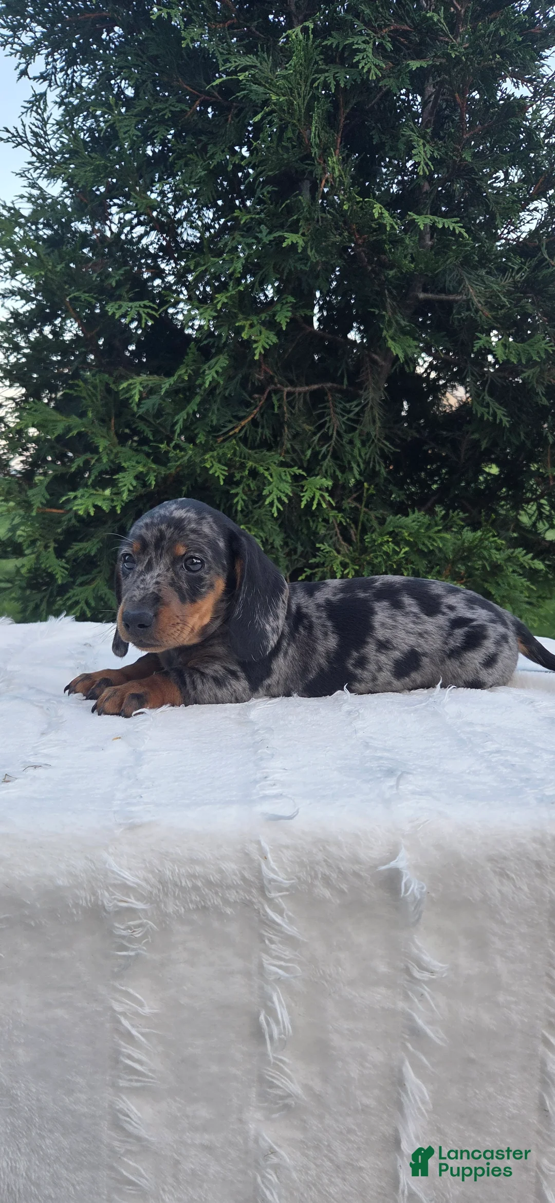 Miniature Dachshund dogs for sale: Boone - Ad 1