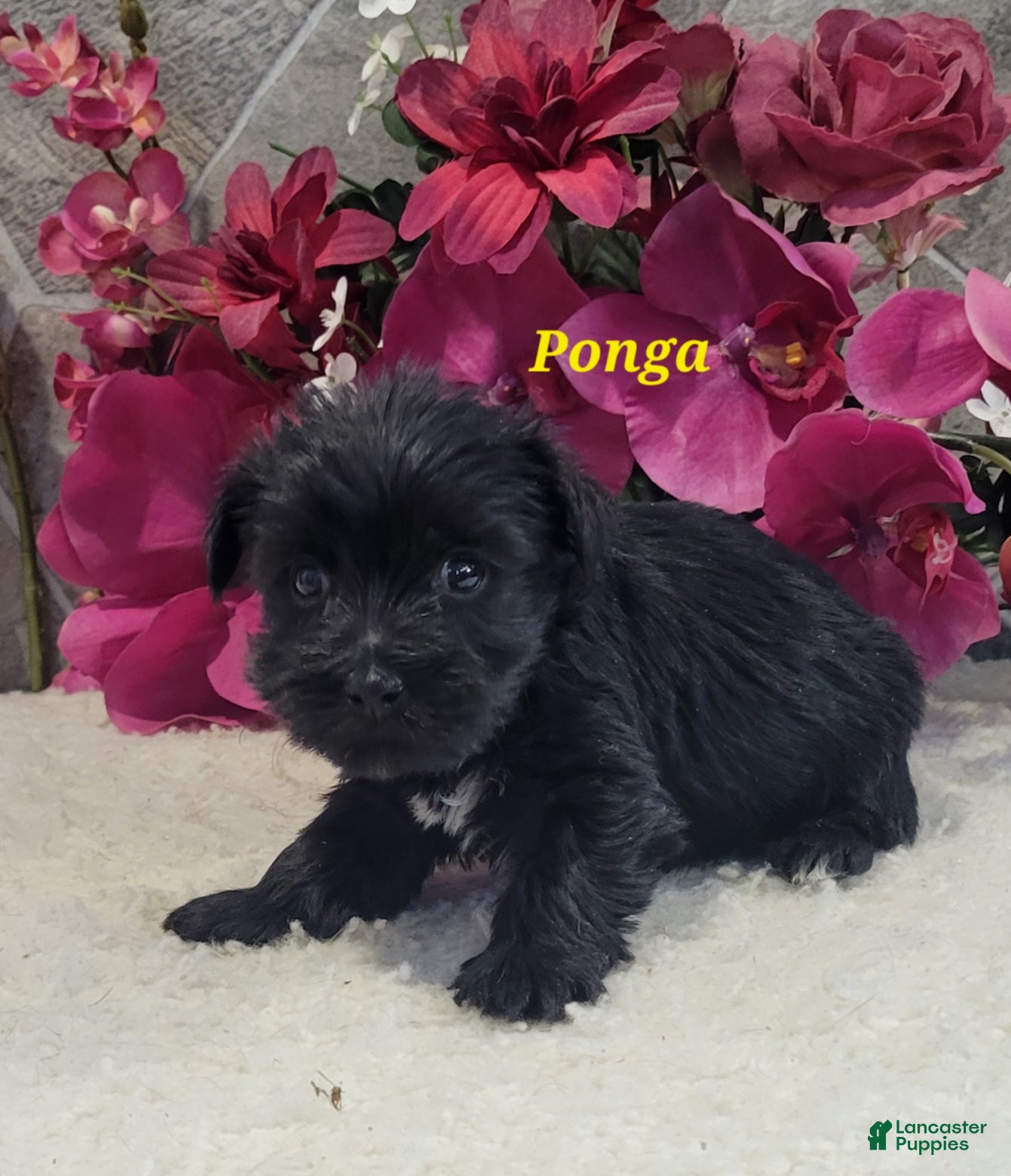 Morkie dogs Ponga - Ad 27