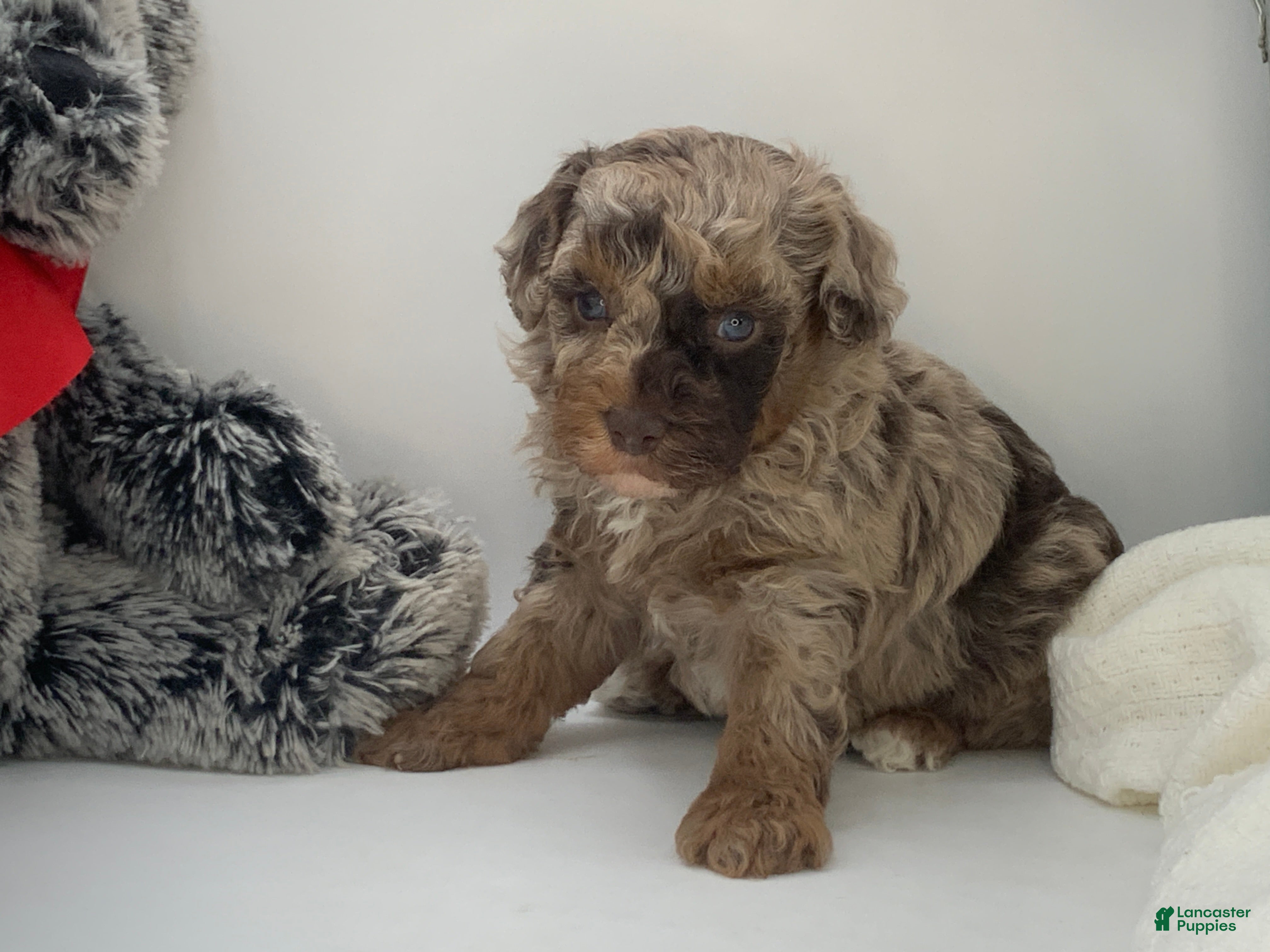 Miniature Poodle dogs oreo - Ad 2