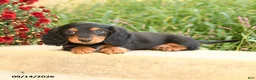 Miniature Dachshund dogs for sale: Felix - Ad 3