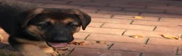 German Shepherd dogs for sale: Stormy Gale - Ad 2