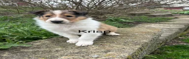 Krisp