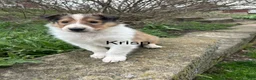 Collie dogs for sale: Krisp - Ad 1